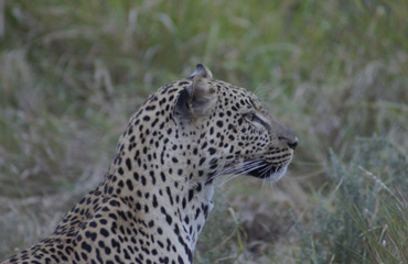 Leopard image at Serengeti National Park