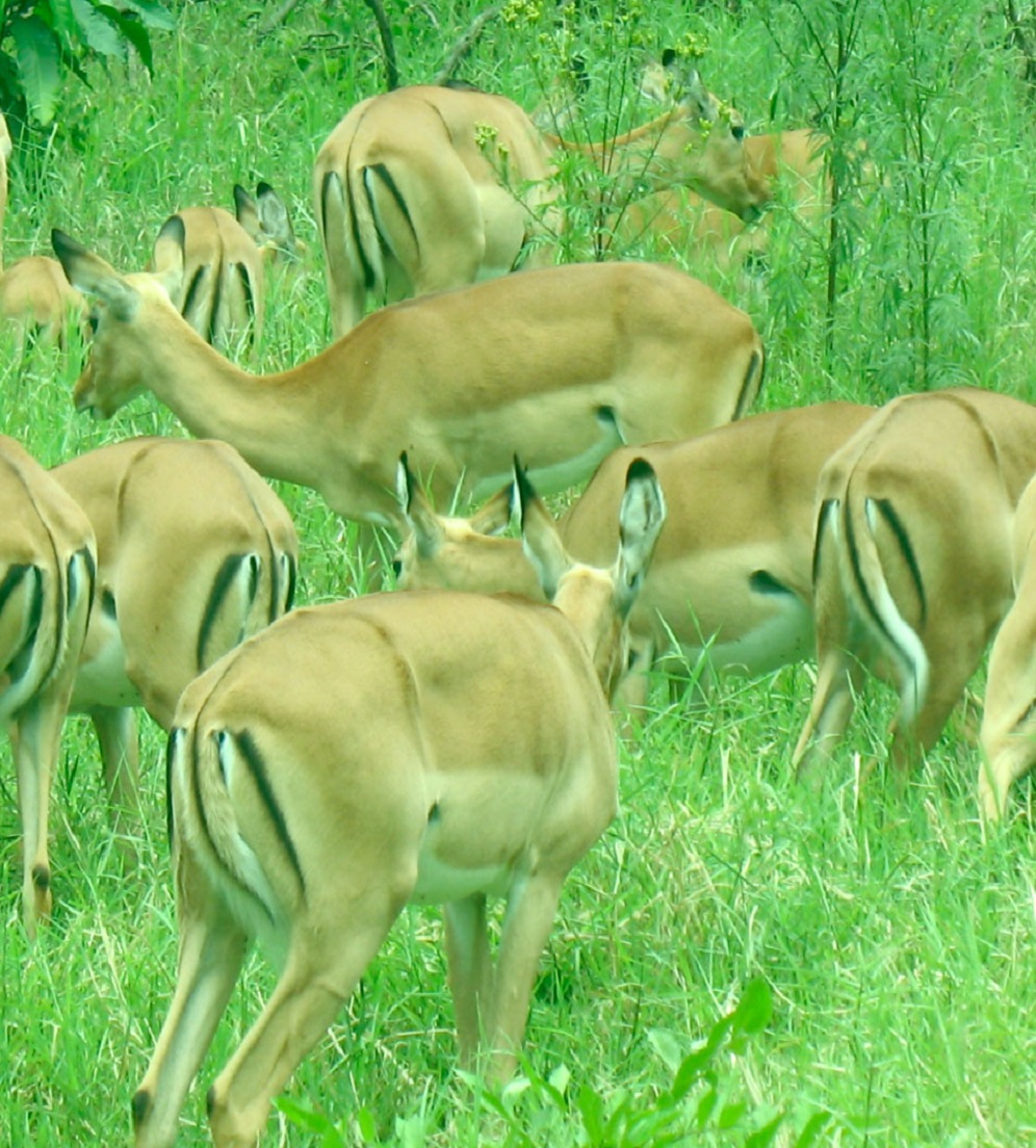 East Africa Impala